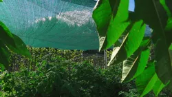 How to Choose the Right Greenhouse Sunshade Net