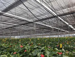 Enhance Your Vegetable Growth with Shade Nets