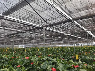 Enhance Your Vegetable Growth with Shade Nets Enhance Your Vegetable Growth with Shade Nets